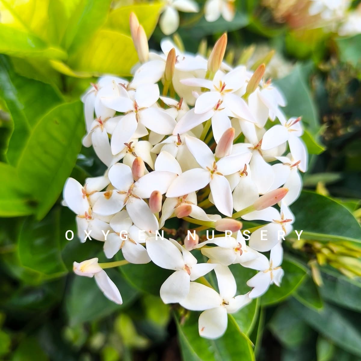 Ixora White