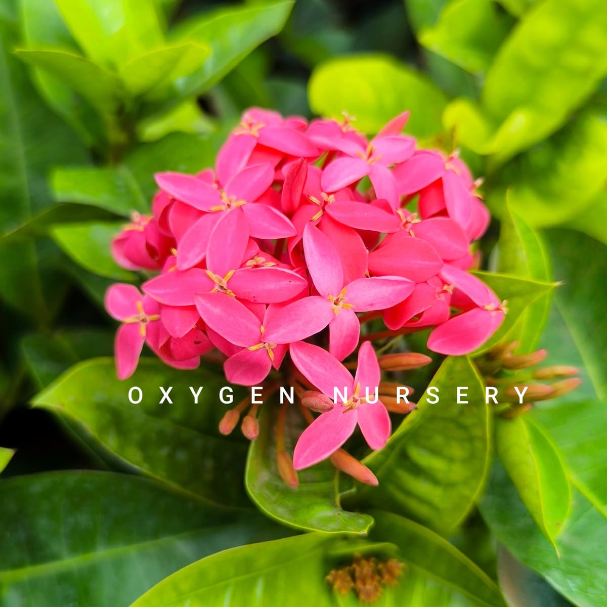 Ixora Pink