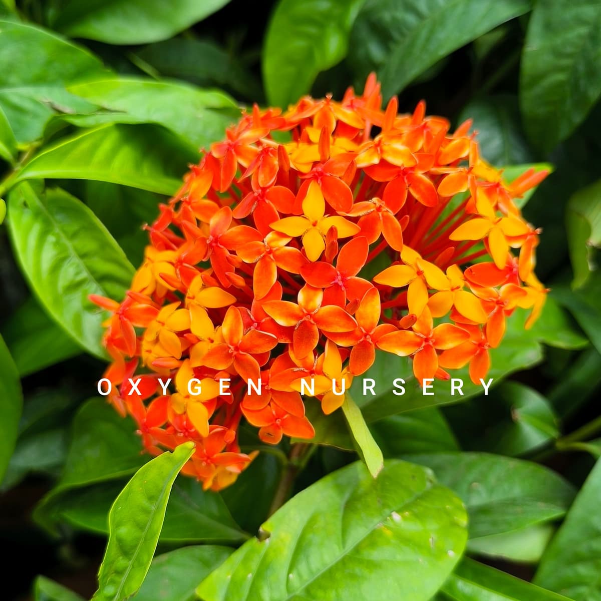 Ixora Orange