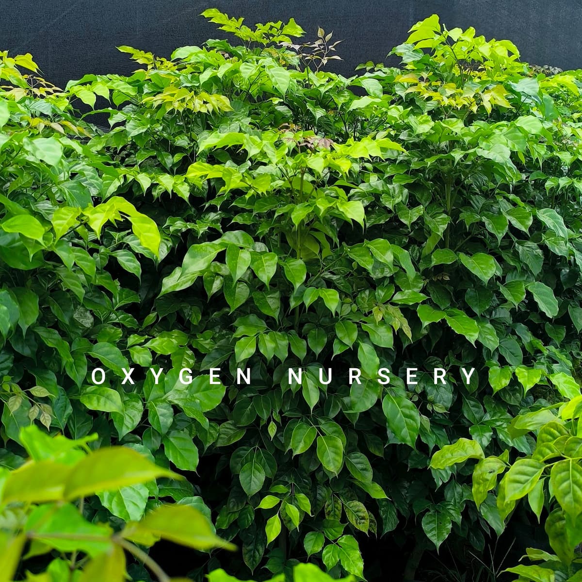 Radermachera Plant (China Doll)