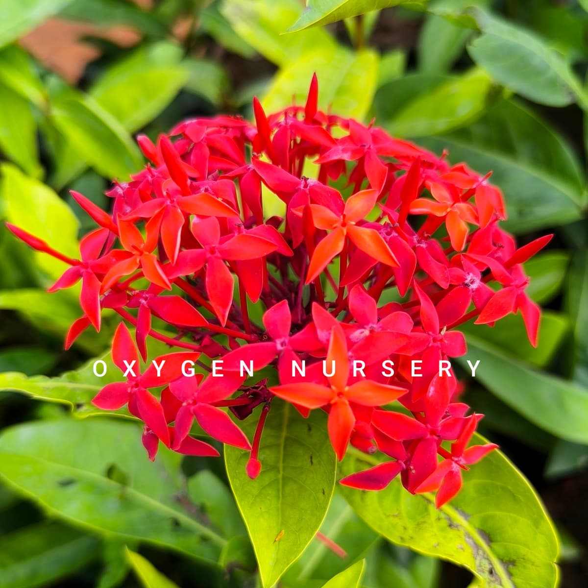 Ixora Red