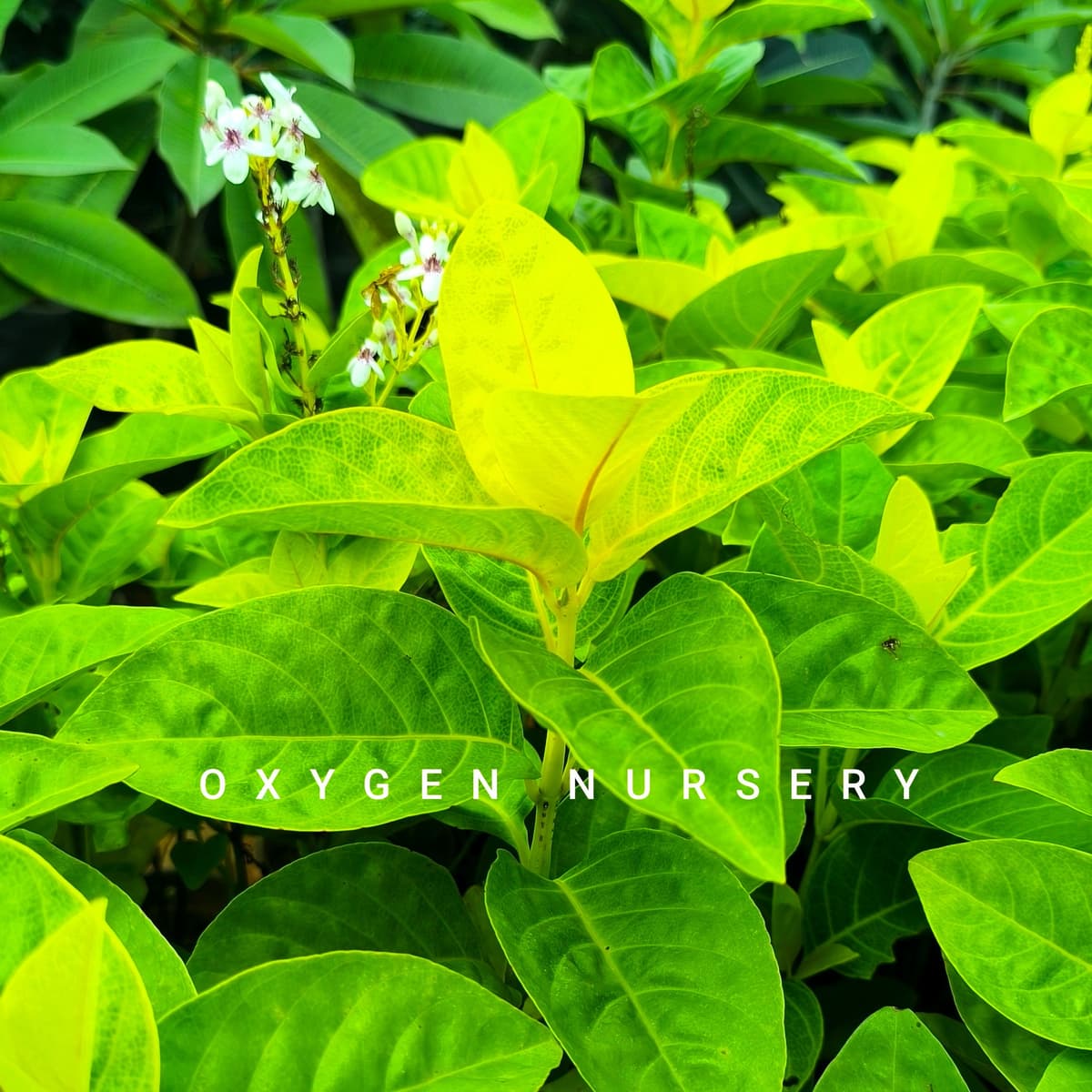 Eranthemum Yellow